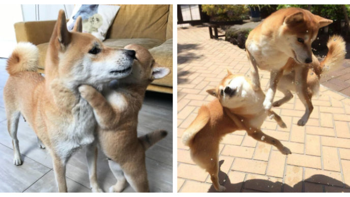 Shiba inu ilus.jpg