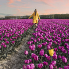 Tulipany 10.jpg