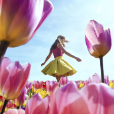 Tulipany 2.jpg