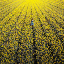 Tulipany 3.jpg