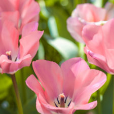 Tulipany 4.jpg