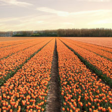 Tulipany 5.jpg
