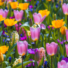 Tulipany 8.jpg