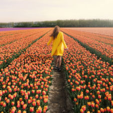 Tulipany 9.jpg