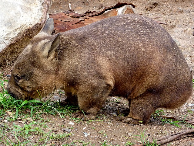 Wombat pixabay.jpg