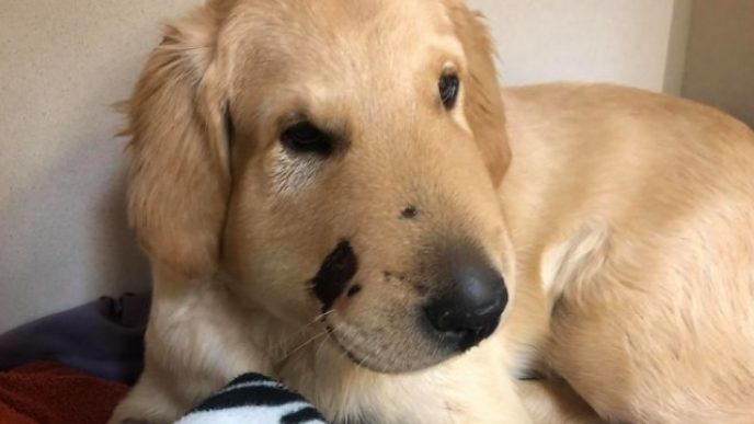 Puppy saves his owner from a rattlesnake attack by taking his bite 5b3ab541a66c3__700.jpg