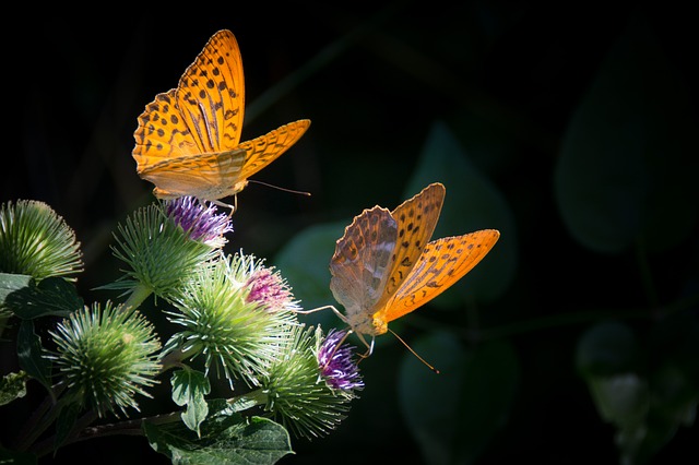Motyle pixabay.jpg