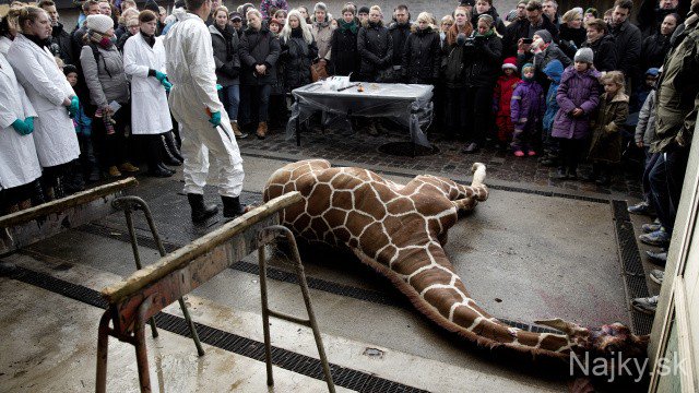 Denmark_zoo_kills_giraffe ede1977279d148a2bed384c456506d0c.jpeg