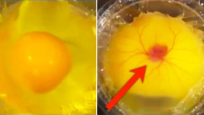 Hatching eggs ds 2 336x175 1 688x387.jpg