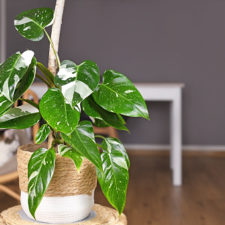 Filodendron (Philodendron)
