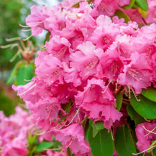 Rhododendron