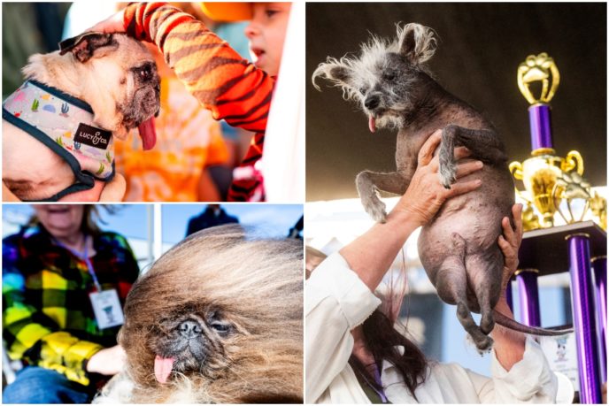 Súťaž o najškaredšieho psa na svete, World's Ugliest Dog Contest 2023