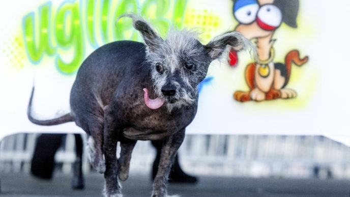 Scooter, najškaredší pes na svete, Ugly Dog Contest