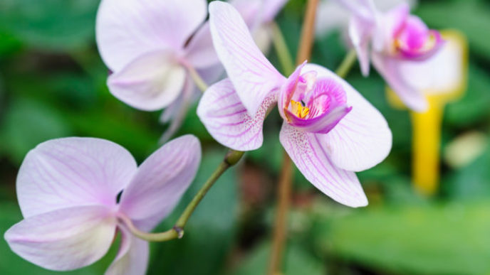 274732_orchidea 6 640x420.jpg