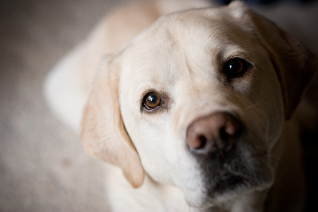 Labrador, pes, psie oči