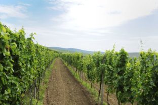 ILUSTRAÈNÉ: Tokajská oblas