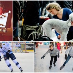 korčuľovanie, hokej, výstava psov, koncert