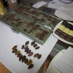 Gilotinou sa prerezu kakaove boby a sleduje sa ich kvalita.jpg