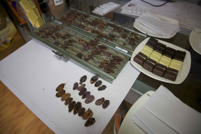 Gilotinou sa prerezu kakaove boby a sleduje sa ich kvalita.jpg