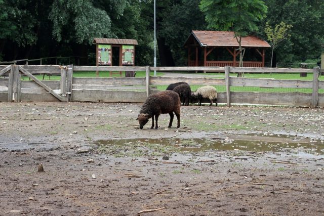 Zvieratá, mestský park