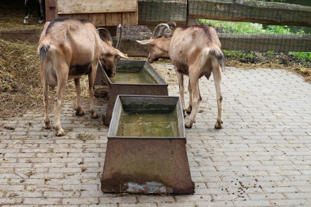 Zvieratá, mestský park