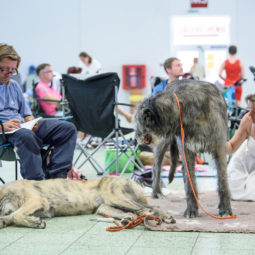 Dog Expo Nitra 2018