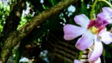 orchidey-nocne-tropy-nitra-spu-podujatie-gettyimages.jpg
