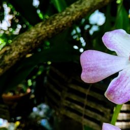 orchidey-nocne-tropy-nitra-spu-podujatie-gettyimages.jpg