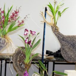 Bartolen botanicka zahrada spu nitra aranzmany orchidea navstevnici diela.jpg