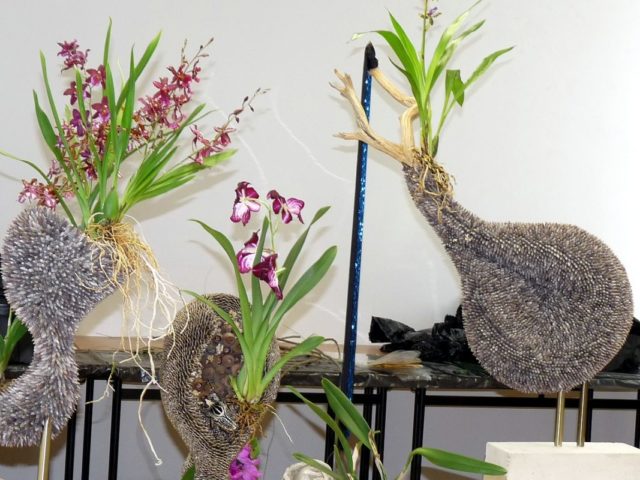 Bartolen botanicka zahrada spu nitra aranzmany orchidea navstevnici diela.jpg