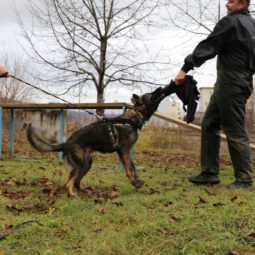 Policajný pes Lasan v Nitre