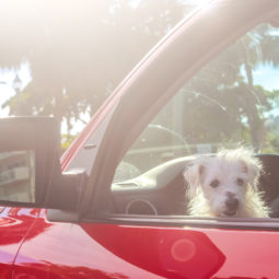 pes auto parkovisko nezabudni na mna v aute dieta polícia kampan
