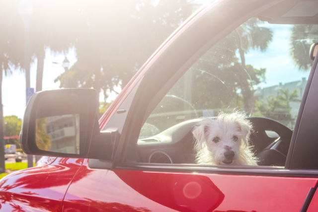 pes auto parkovisko nezabudni na mna v aute dieta polícia kampan