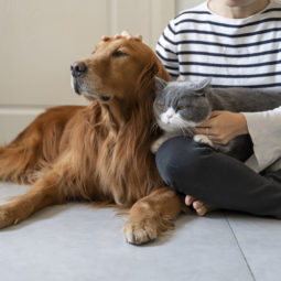 Pes macka pomoc utulok zviera zvieratko adopcia