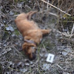 Vražda dvoch psíkov v Komárne