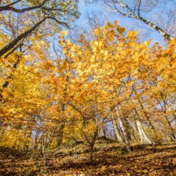 Jesenná príroda v rekreačno-oddychovej lokalite v Bratislavskom lesnom parku. Bratislava, 6. november 2021.