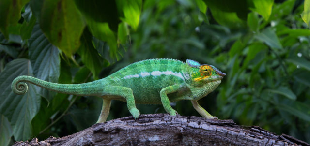 Chameleón