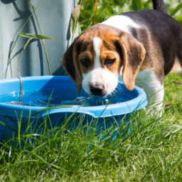 Horučavy teplo pes dehydratácia ochrana varovanie
