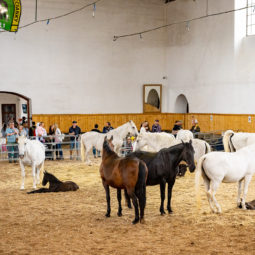 Národný žrebčín Topoľčianky