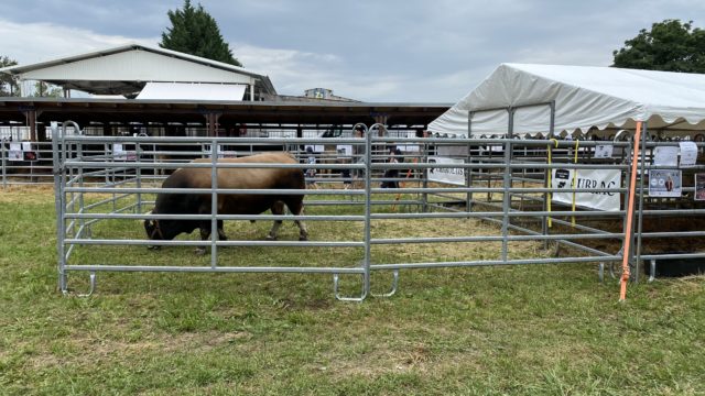 Agrokomplex vystava medzinarodna polnohospodarstvo 5.jpg