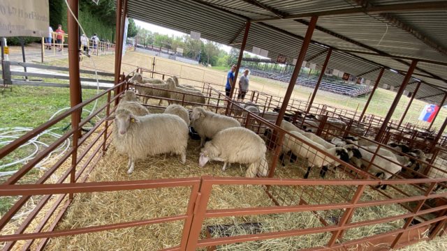 Agrokomplex vystava medzinarodna polnohospodarstvo 8.jpg