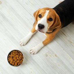 The,Beagle,Dog,Is,Lying,On,The,Floor,And,Looking