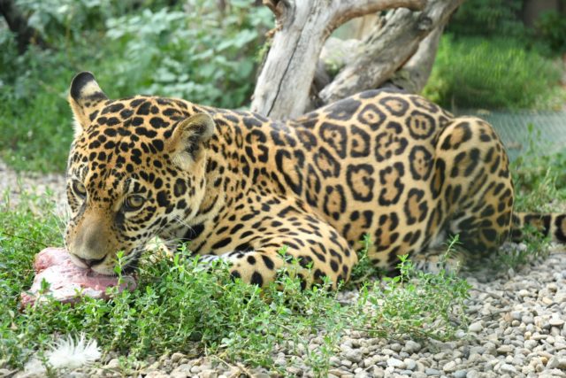 Panthera Park