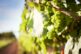 Pexels picjumbo com 55570 225229.jpg