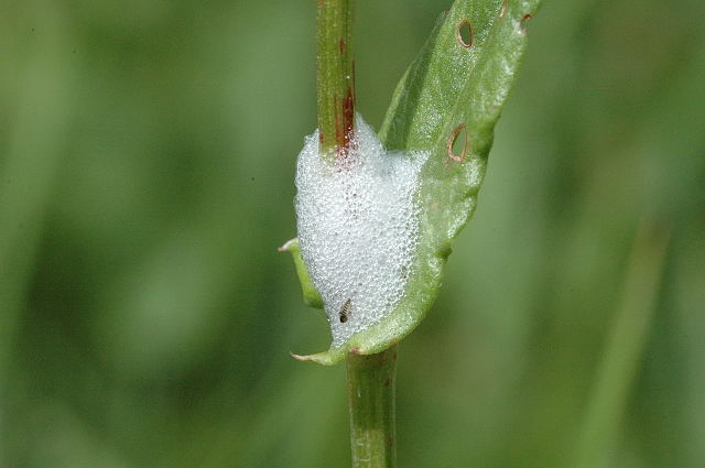 Barok 37.jpg