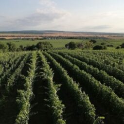 Vino helen vinohrad 530x367 c.jpg
