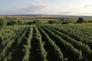 Vino helen vinohrad 530x367 c.jpg