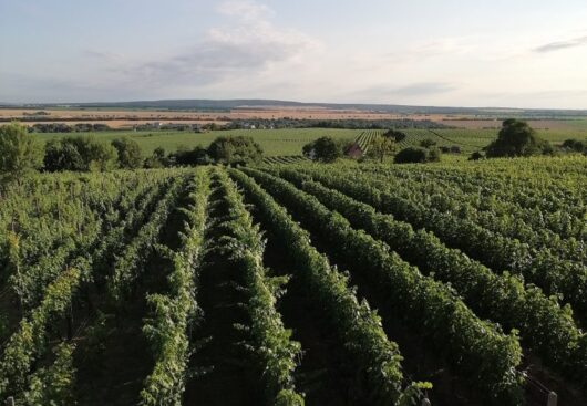 Vino helen vinohrad 530x367 c.jpg