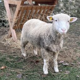 596379262_1275760164585228_5011266729036585141_n 1.jpg