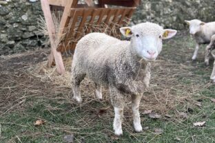 596379262_1275760164585228_5011266729036585141_n 1.jpg